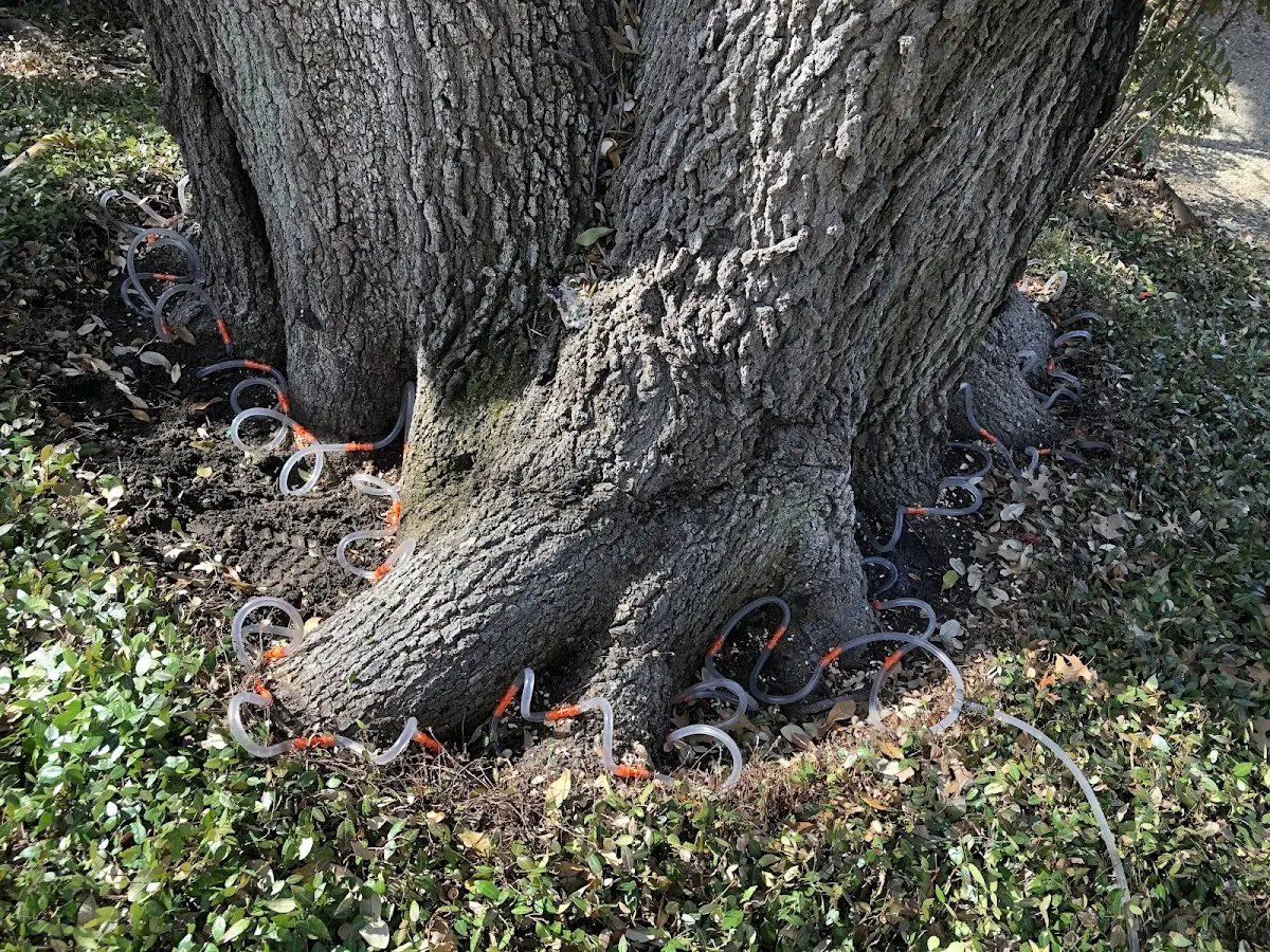 Detailed Tree Cabling and Bracing job site in Houghton