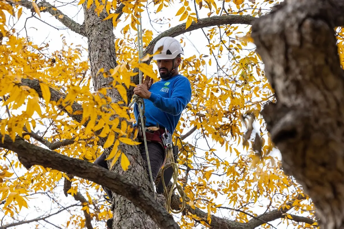 Skilled Storm Damage Cleanup crew working in Houghton